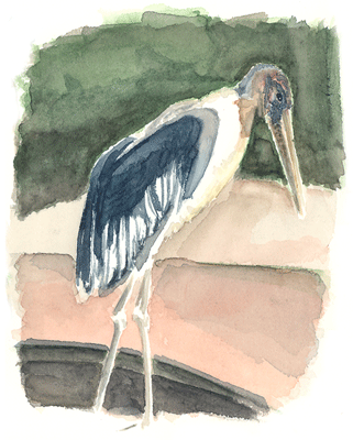 Marabu