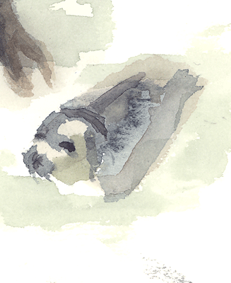 Seehund