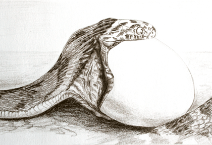 egg-eater