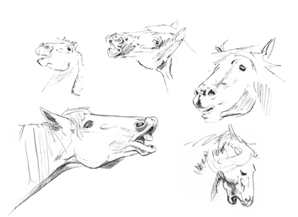 Flehmen